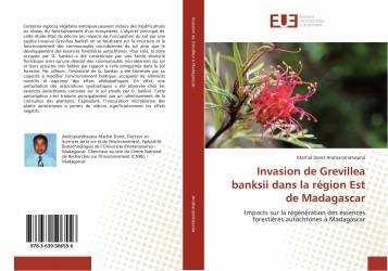 Invasion de Grevillea banksii dans la région Est de Madagascar