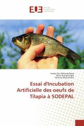 Essai d'Incubation Artificielle des oeufs de Tilapia à SODEPAL