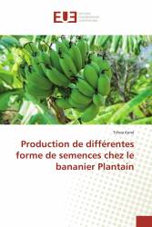 Production de différentes forme de semences chez le bananier Plantain