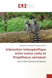 Interaction interspécifique entre Lemur catta et Propithecus verreauxi