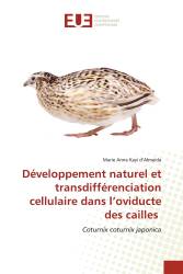 Développement naturel et transdifférenciation cellulaire dans l’oviducte des cailles